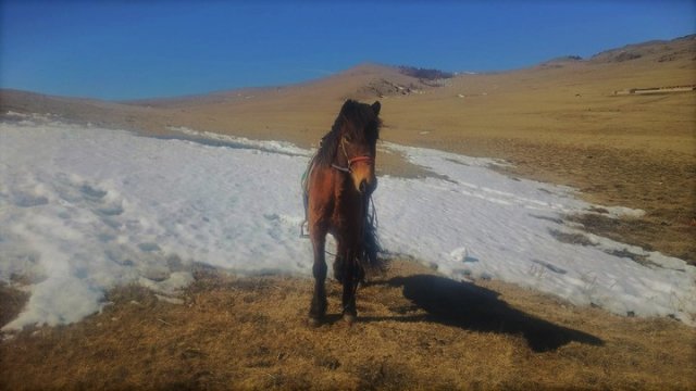 モンゴル　乗馬体験